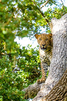 Wild Life
