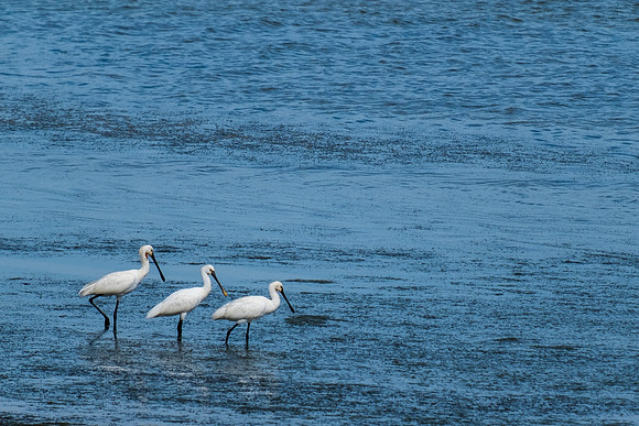 DSCF2465