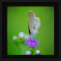Busy Skipper