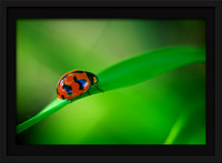 Coccinellidae 17x11