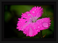 Pink Heart 10x7