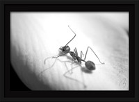 Fine Arts & Macro Photography