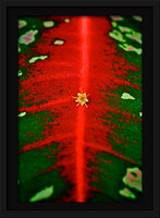 Red Pigment 7x11