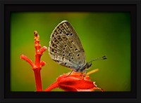 Skipper Butterfly 12x8