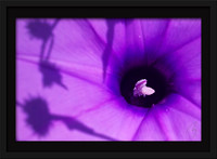 Purple In Black Hole 15x10