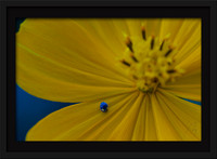 Lady Blue Bug 17x11