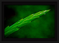 Tear Drops 12x8
