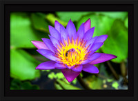 Colorful Lotus