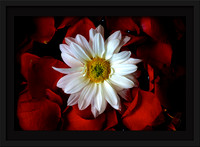 Bloody Daisy 17x10