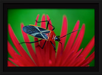 X Pattern-wing Bug 12x8