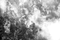 Celestial Forest