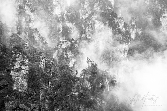 Celestial Forest